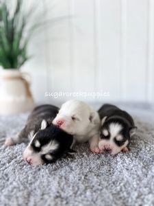 Paisley's new litter